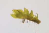 Cephaloziella baumgartneri