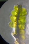 Scapania nemorea