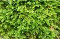 Exsertotheca crispa