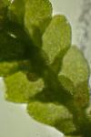 Lejeunea cavifolia