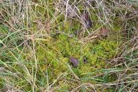 Thuidium assimile