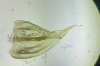 Thuidium assimile
