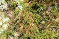 Hypnum cupressiforme