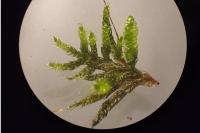 Hypnum cupressiforme