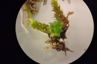 Ptychostomum capillare