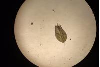 Ptychostomum capillare