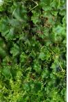 Marchantia polymorpha