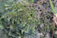 Rhynchostegium confertum