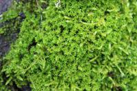 Dialytrichia saxicola