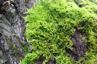 Homalothecium sericeum