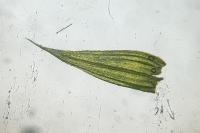 Homalothecium sericeum