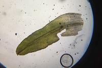 Dialytrichia saxicola