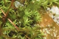 Pseudocrossidium revolutum