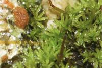 Pseudocrossidium revolutum