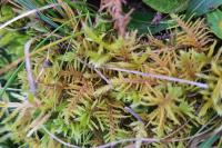 Abietinella abietina