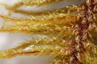 Abietinella abietina