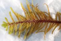 Abietinella abietina