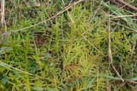 Pseudoscleropodium purum