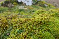 Nogopterium gracile