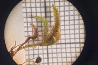 Nogopterium gracile