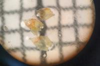 Nogopterium gracile