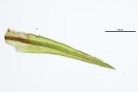 Dicranoweisia cirrata