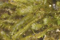 Homalia trichomanoides