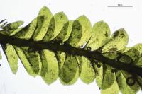 Homalia trichomanoides