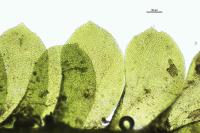 Homalia trichomanoides