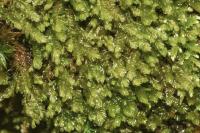 Plagiochila porelloides