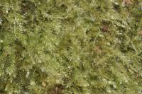 Pseudotaxiphyllum elegans
