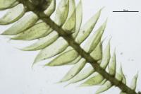 Pseudotaxiphyllum elegans