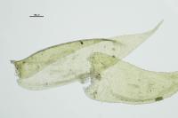 Pseudotaxiphyllum elegans