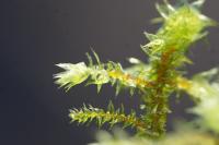 Hylocomiadelphus triquetrus