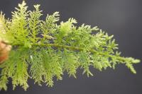 Thuidium tamariscinum
