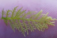 Thuidium tamariscinum