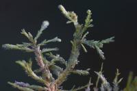 Alleniella complanata