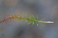 Polytrichum formosum