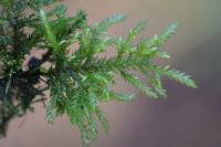 Thamnobryum alopecurum