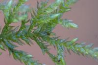 Thamnobryum alopecurum