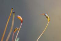 Eurhynchium striatum