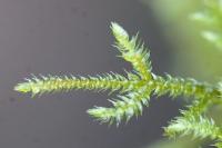 Loeskeobryum brevirostre