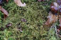 Loeskeobryum brevirostre
