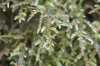 Loeskeobryum brevirostre