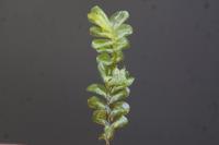 Plagiochila porelloides