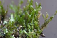 Homalia trichomanoides
