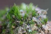 Dicranella heteromalla