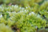 Homalothecium sericeum