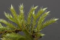 Homalothecium sericeum
