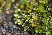 Bryum argenteum